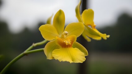 Close up of vibrant yellow orchid flowers in bloom against a blurred background