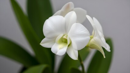 Fototapeta premium Elegant white orchid flowers blooming with green leaves closeup against a neutral background