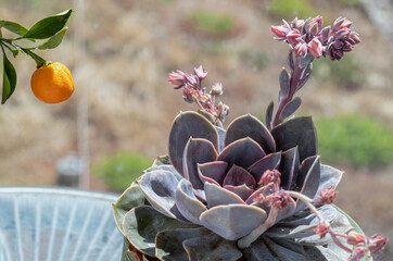 View of Echeveria Perle von Nurnberg (Flat rosettes) with buds and open coral pink flowers is blooming. evergreen succulent perennials feature compact rosettes of succulent leaves with purple and pink