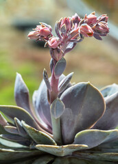 View of Echeveria Perle von Nurnberg (Flat rosettes) with buds and open coral pink flowers is blooming. evergreen succulent perennials feature compact rosettes of succulent leaves with purple and pink