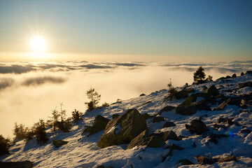 Fototapeta premium Snow-covered mountain slope at dawn, with scattered rocks and small trees adding texture to foreground. Sea of clouds below bathed in soft hues of blue and gold as sunlight gently illuminates scene.
