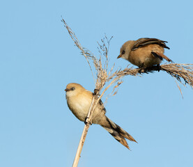Bearded reedling, Panurus biarmicus. Two young females sit atop a reed, against a blue sky