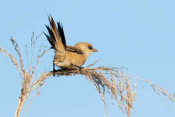Bearded reedling, Panurus biarmicus. A female bird spread her tail while sitting on top of a reed.
