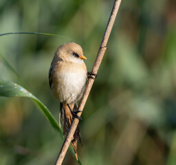 Bearded reedling, Panurus biarmicus. A young male bird sits in the reeds on the riverbank