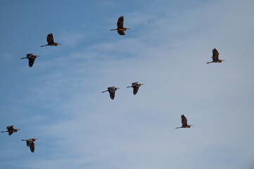 Brown herons flying in a scattered formation in the blue sky. A flock of birds and a sky view. Purple Heron, Ardea purpurea.