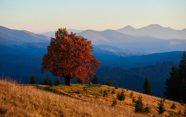 Tranquil autumn landscape with solitary tree with bright red leaves on rolling hillside. Layers of misty blue mountains and forest of evergreens, all bathed in soft, golden light under a clear sky.