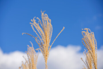 ススキの穂