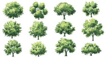 Fototapeta premium A diverse collection of twelve green trees with various shapes and foliage, illustrated and isolated on a white background.