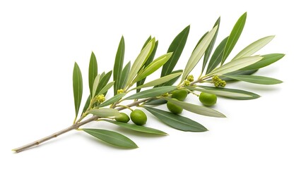Olive branch with green olives and leaves on a white background.