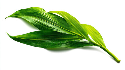 Green leaves with water droplets on a white background during the day