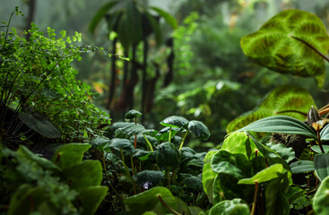 Lush green tropical rainforest vegetation in Cloud Forest, Singapore. 