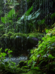 Lush green tropical rainforest vegetation in Cloud Forest, Singapore. 