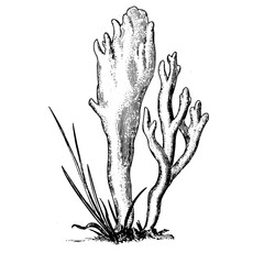 Vintage woodcut illustration of wood fungus.