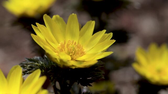 早春に咲き誇るフクジュソウの黄金色の花1