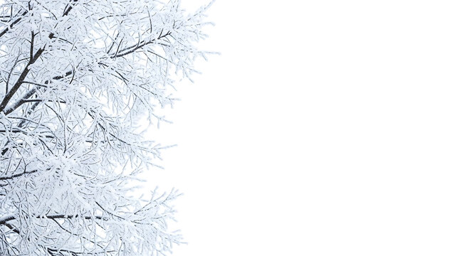 Snowy tree branches on left side with white background