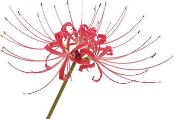 背景透明の彼岸花クリップアート素材 / Red Spider Lily Clipart with Transparent Background