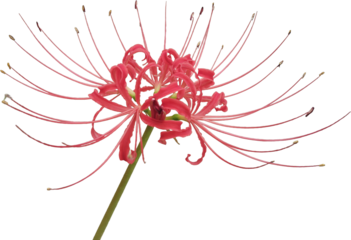 背景透明の彼岸花クリップアート素材 / Red Spider Lily Clipart with Transparent Background