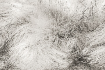 Close-up of soft, fluffy texture in shades of white and gray