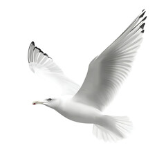 Obraz premium Graceful Seagull in Flight, Transparent Background, Detailed Feather Illustration