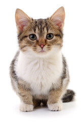 Cute gray and white tabby kitten sitting isolated on white background