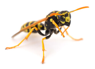 Yellow and black wasp insect isolated on white background