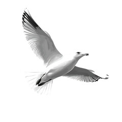 Obraz premium Graceful Seagull in Flight, Transparent Background, Monochrome Aesthetic, Nature's Freedom