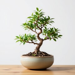 Fototapeta premium Serene Bonsai Tree Wooden Surface with Light Background