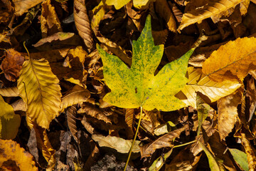 fall scenes in the forest