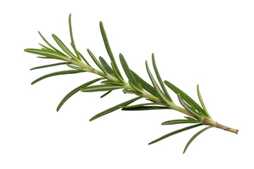 Obraz premium Fresh green rosemary herb sprig with needle like leaves on black isolated on a transparent background