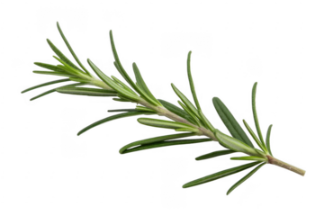 Fresh green rosemary sprig with needle like leaves and woody stem isolated on a transparent background