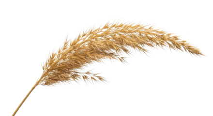 Golden Pampas Grass Plume Isolated on Black Background