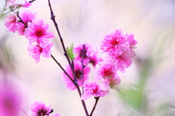 春の訪れを告げる桃の花