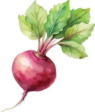 Organic Beetroot with Leaves Rustic Botanical Hand Painted Watercolor Vector Illustration