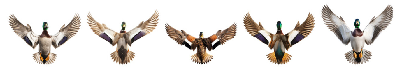 Fototapeta premium Colorful Ducks in Flight Captured Against a Clear Blue Sky, isolated on transparent background