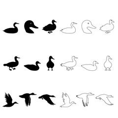 Loon icon vector set. Duck Illustration sign collection. bird symbol. fowl logo.