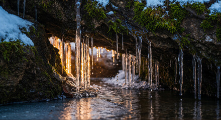 Seal resting on sandy beach while yawning near the ocean waves at sunset