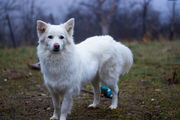 white dog portrait