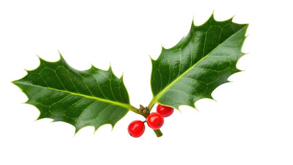 Two green holly leaves with three red berries on black background
