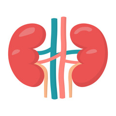 Isolated illustration of a pair of human kidney organs for advertising purposes, banners, health education images about kidney health in health facilities.