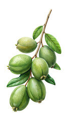 Fresh green feijoa fruits on a branch with leaves for healthy design