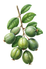 Lush green feijoa fruits and leaves on a branch, botanical illustration