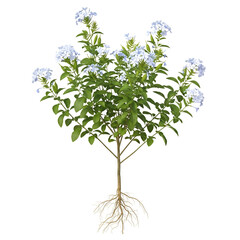 Mature chitrak plant with roots, white flowers and seeds