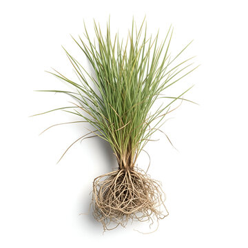 Mature darbha grass clump with roots on white