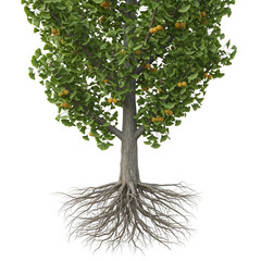 Full mature ginkgo plant with leaves and fruits