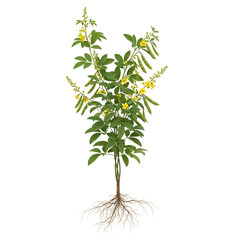 Full mature gymnema vine with roots and flowers