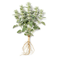 Full mature horehound plant with white flowers