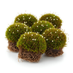 Full mature Irish moss clumps with roots