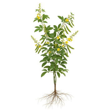 Full mature gymnema vine with roots and flowers