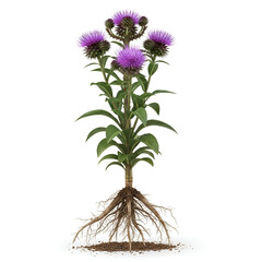 Kuth plant with roots purple thistle flowers