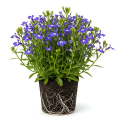 Lobelia plant with roots and blue tubular flowers
